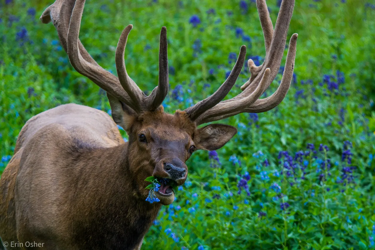 Rocky Mountain National Park